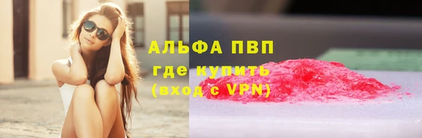прущие грибы Новозыбков